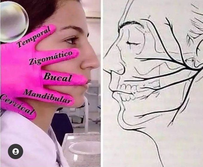 Branches of facial nerve