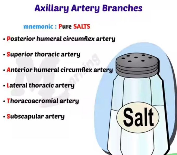 Axillary artery branches