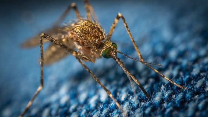 Ivermectin - an anti-parasitic drug lethal to mosquitoes