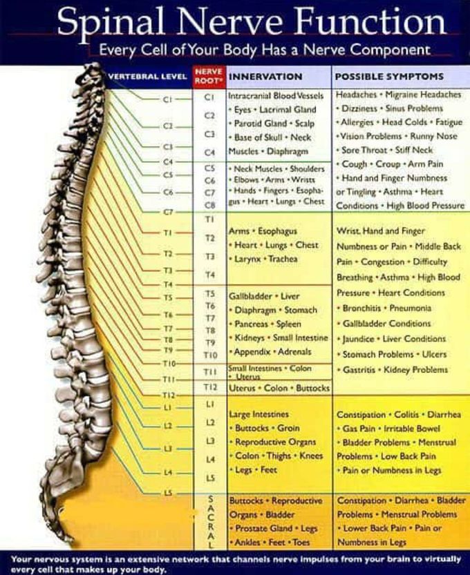 Spinal nerve function