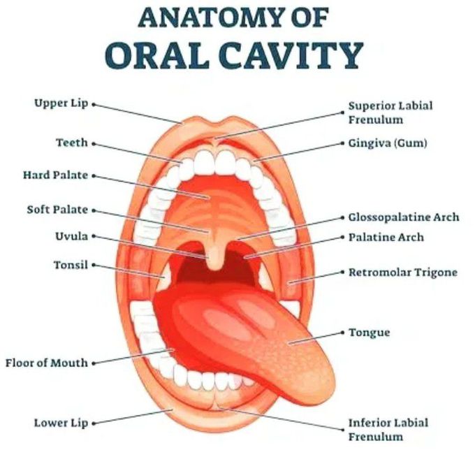 Anatomy of oral cavity