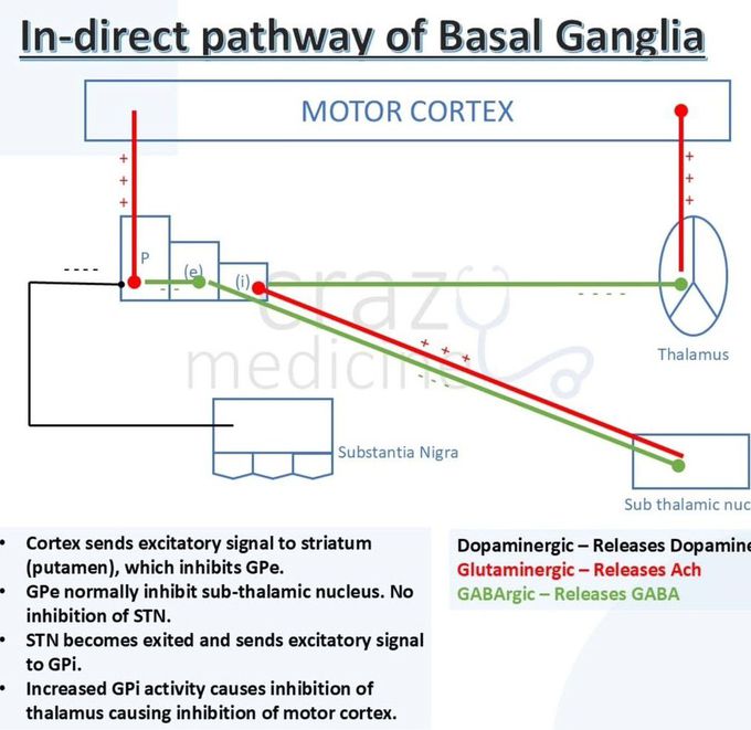 Basal Ganglia VII