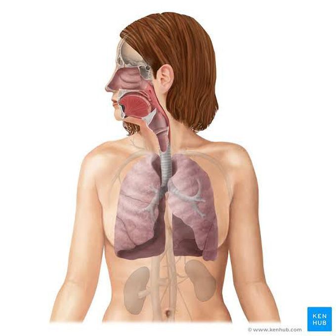 Anatomy of respiratory system