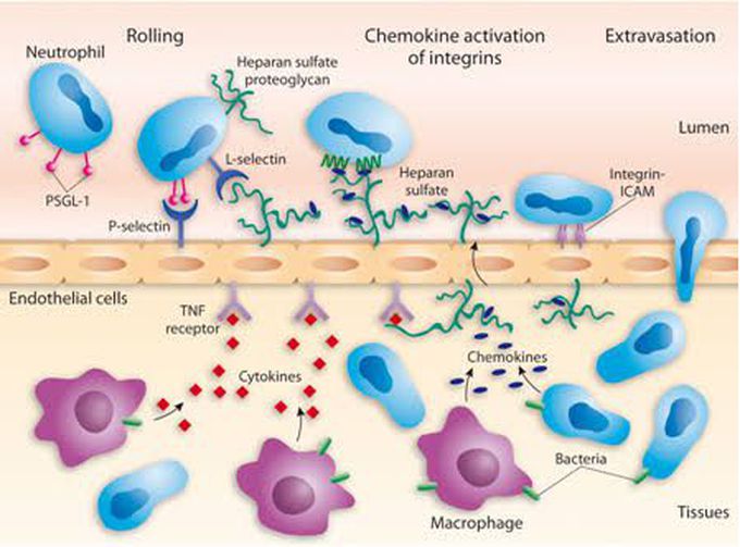 Leukocyte Extravasation