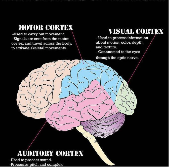 Functions of brain