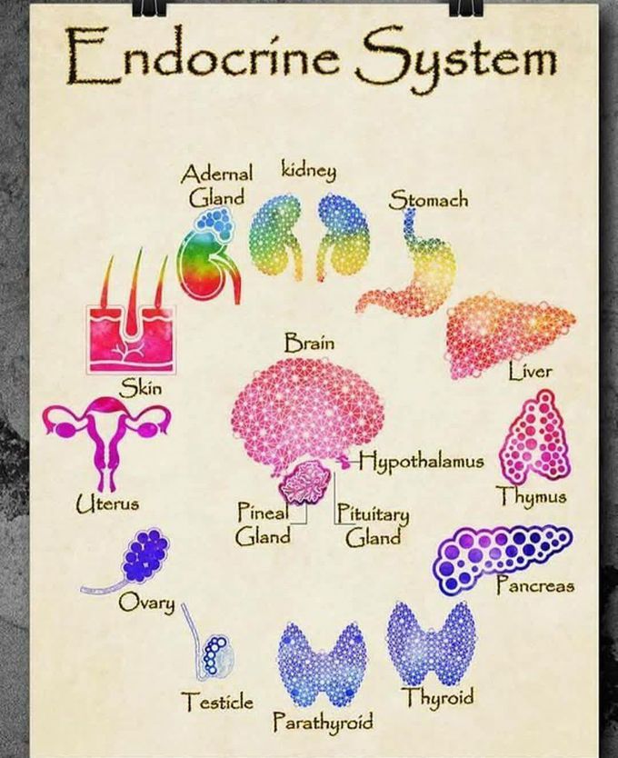 Endocrine system