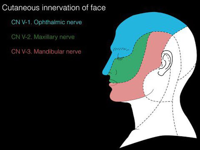 Cutaneous Innervation of the Face