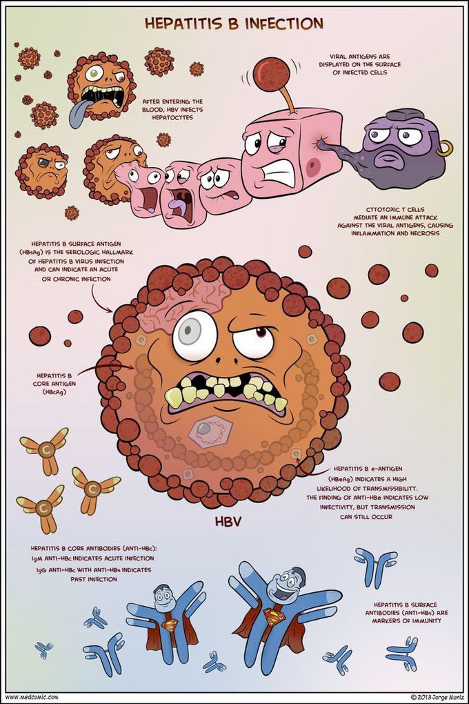 HBV Hepatitis B virus
