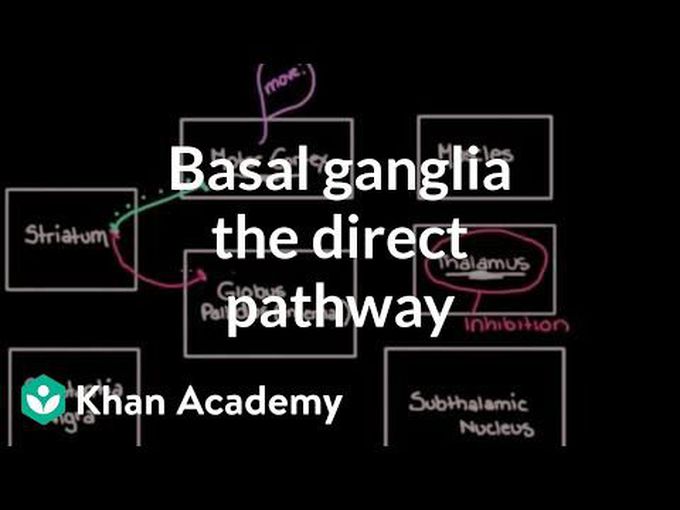 Direct Pathway of the Basal Ganglia