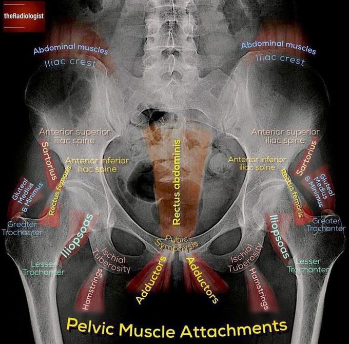 Pelvic muscle Attachment