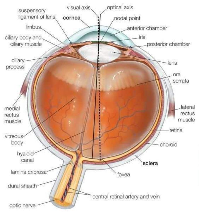 The science of vision
