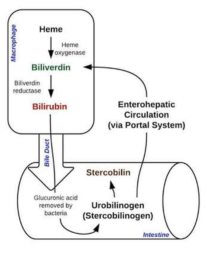 Hemoglobin