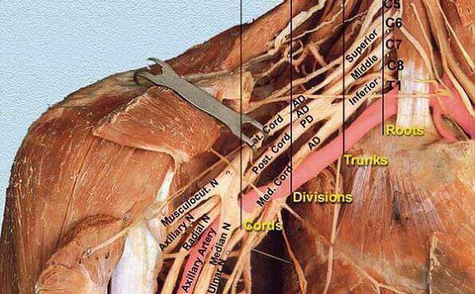 Brachial plexus