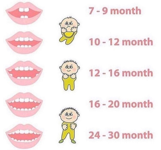 Tooth Eruption Sequence