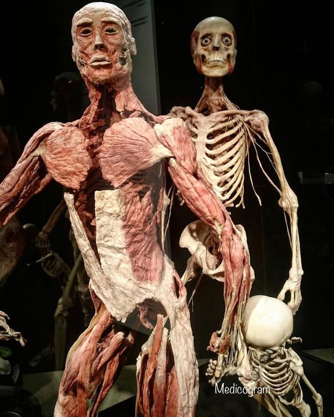 Anatomical model of human
