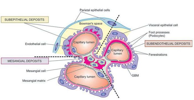 Diagrammatic representation of ultrastructure  of a portion of glomerular lobule.