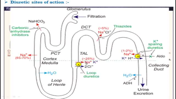 Diuretic