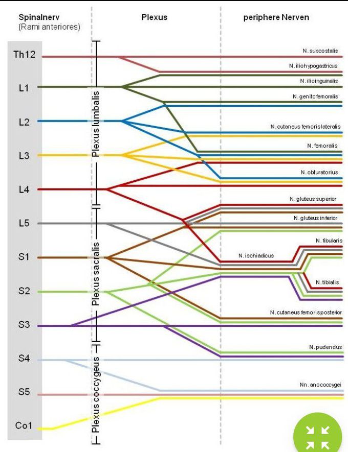 Plexus lumbosacralis