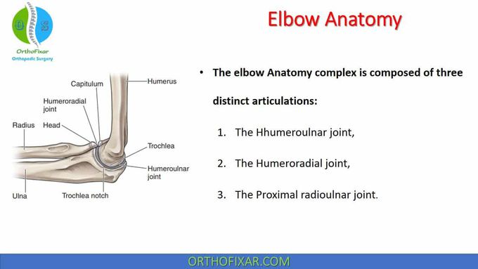 Elbow Anatomy • Easy Explained - OrthoFixar 2022