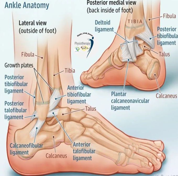 Ankle Anatomy