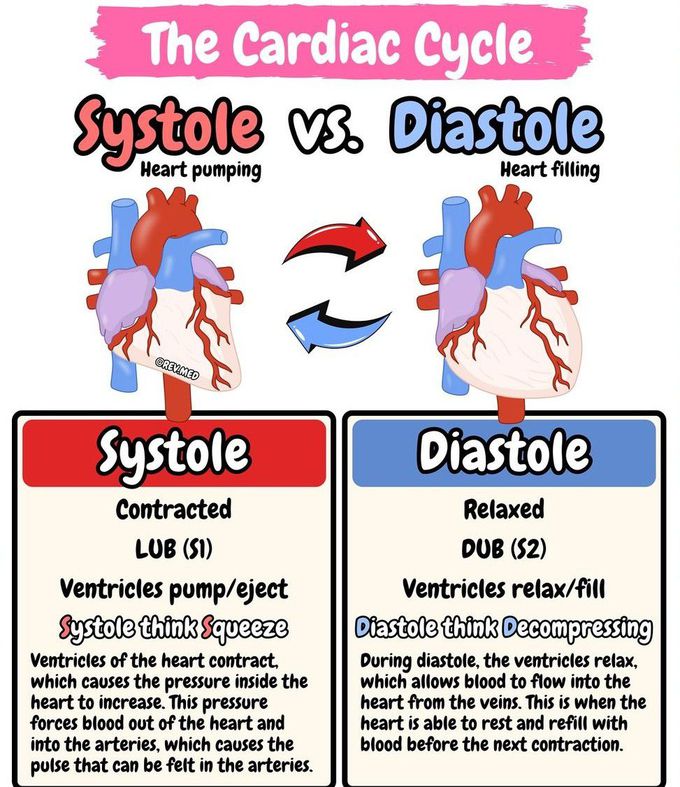 Cardiac Cycle