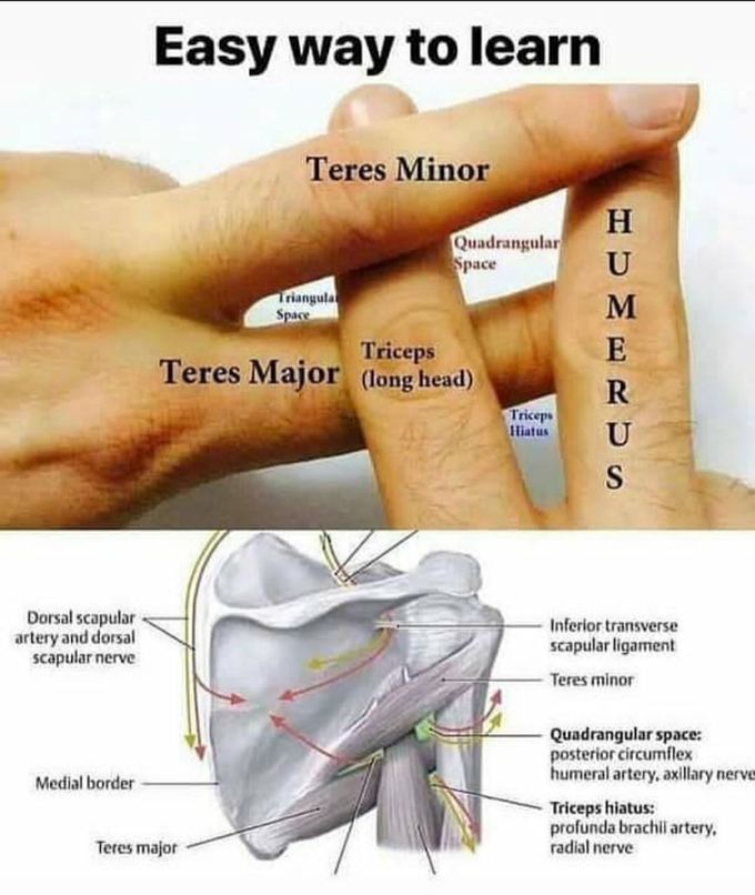 Anatomy