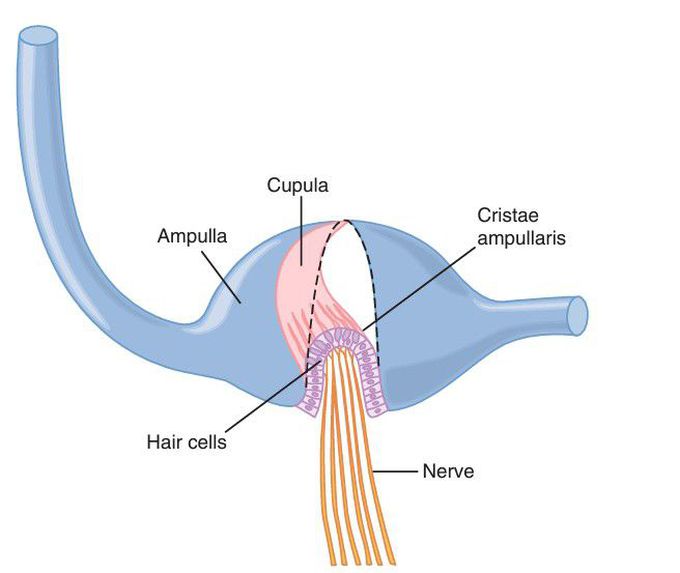 Cupula