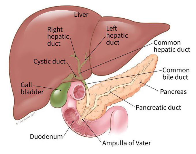 Hepatic duct