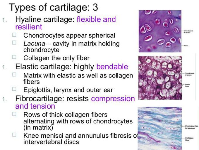 Types of cartilage. Biology Diagrams