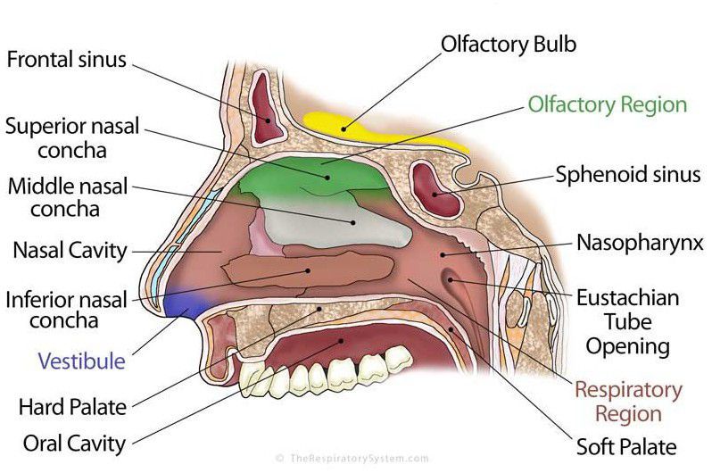 Nasal Meatus Vs Concha MEDizzy
