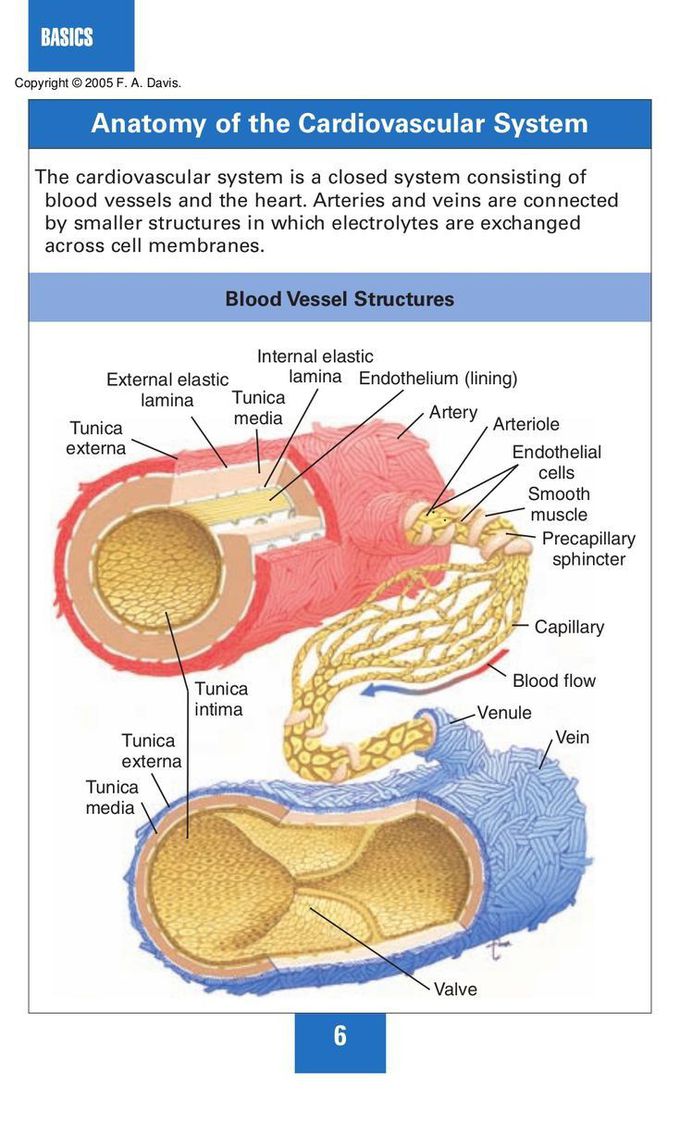 Anatomy of Cardiovascular System