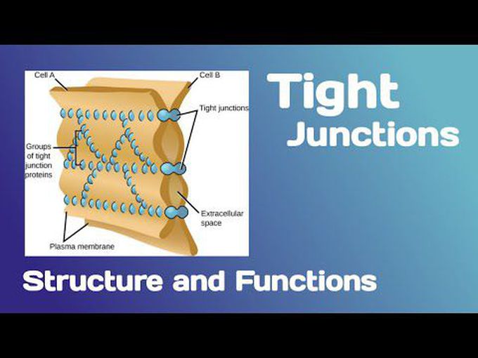The structure and function of Tight
junctions