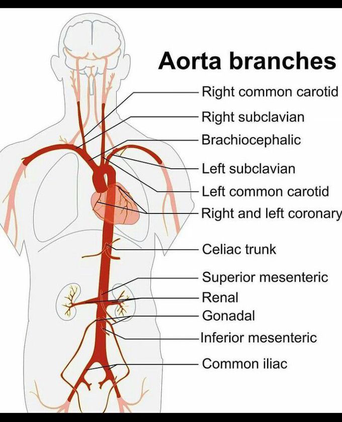 Aorta branches