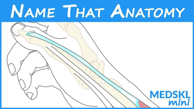 Name That Anatomy - Episode 162