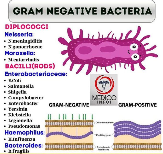 gram negative coccobacilli list