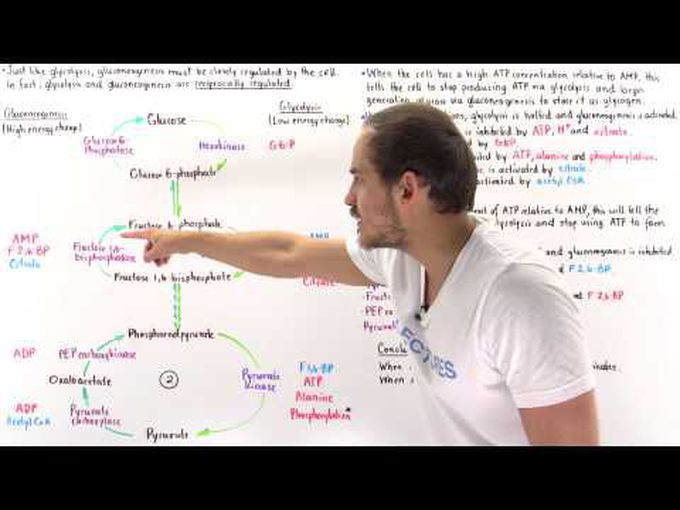 Gluconeogenesis and Glycolysis-Reciprocal Regulation-II