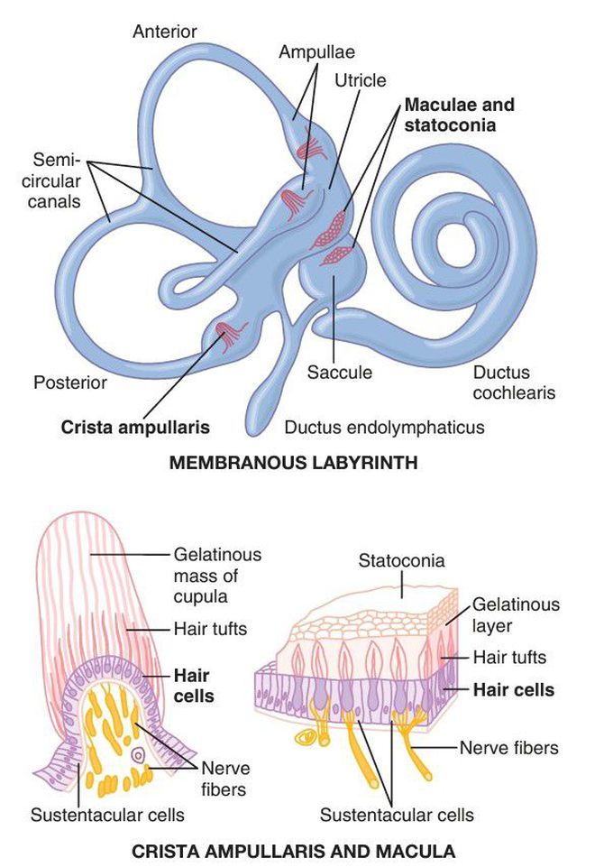 The vestibular apparatus