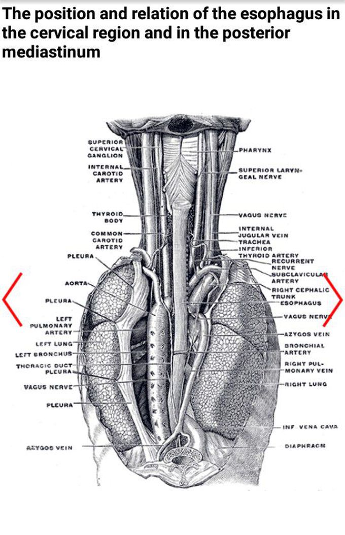 medical anotmy