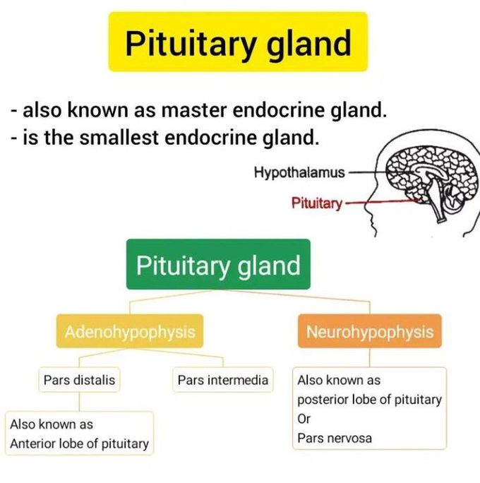 Pituitary gland