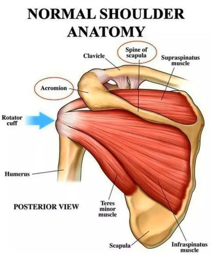 Normal Shoulder Anatomy