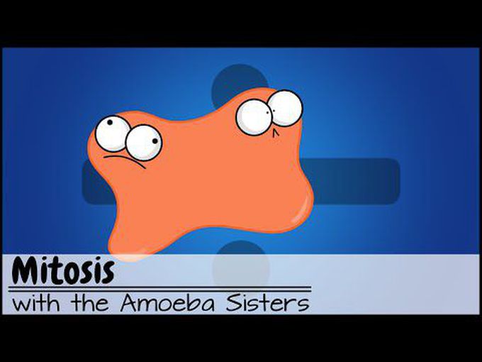 What is Mitosis?