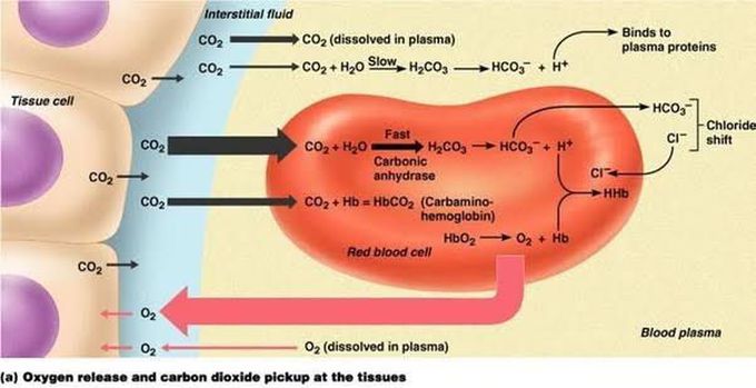 Carbonic acid- bicarbonate Buffer system