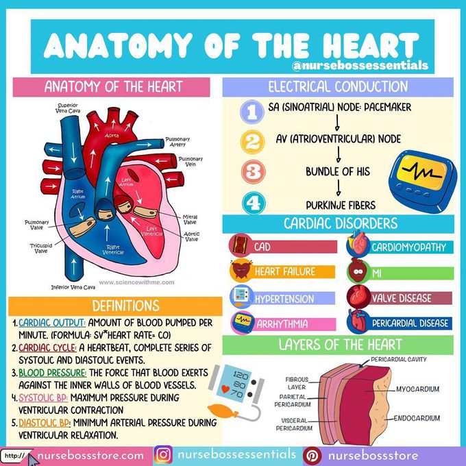 Basics of Heart Anatomy