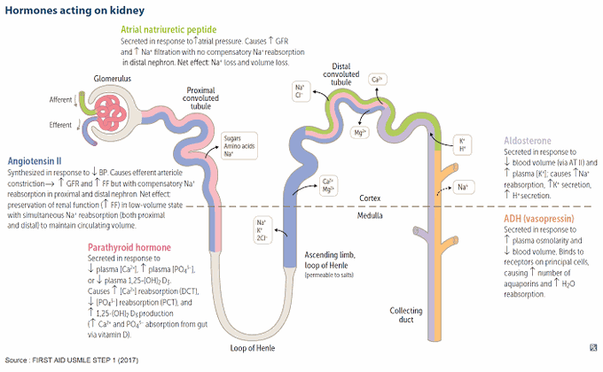 Hormones Acting on kidney