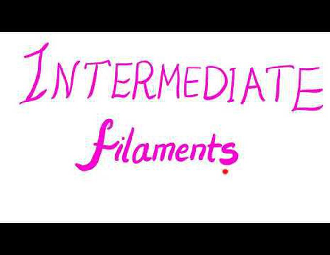 Intermediate Filaments