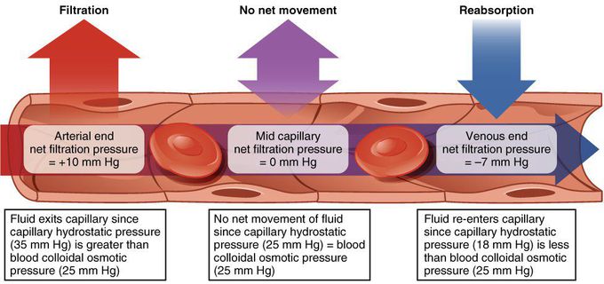 Forces regulating fluid movement inside and outside blood vessel.