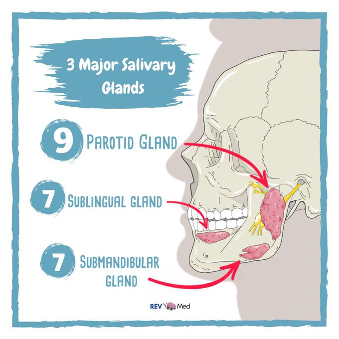 Salivary Glands - 7th & 9th Cranial Nerves with explanation!