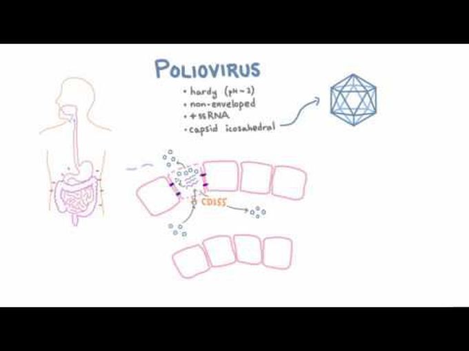 Poliomyelitis: Pathophysiology