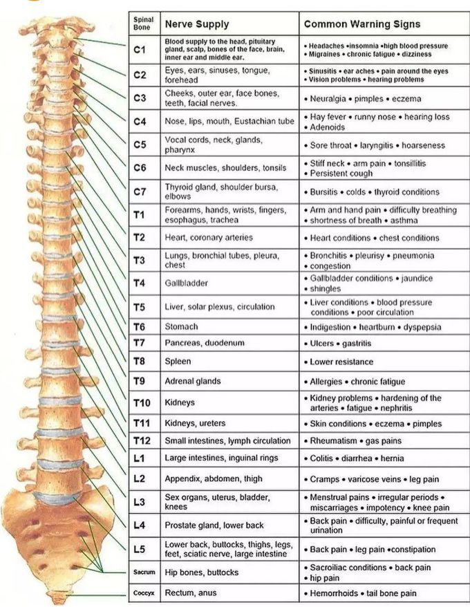 Spinal Nerve Functions