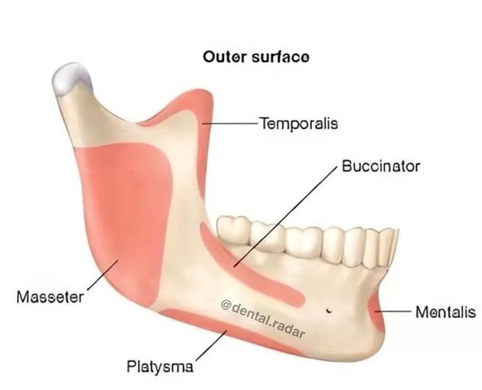 Mandibular Muscle Attachment